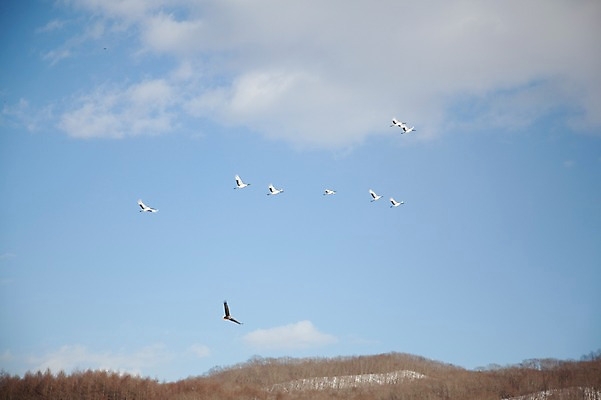 포토 JPG 주간 나무 식물 동물 구름 해외기획촬영 계절 이동 겨울 2010년일본 자연 조류 하늘 산 풍경 사람없음 야외 일본 학 비행 홋카이도 독수리 쿠시로 국내포토 자연요소 아시아 컨셉 생태계 파일형식