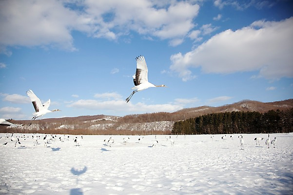 포토 JPG 주간 나무 식물 동물 구름 해외기획촬영 계절 설경 겨울 여러마리 2010년일본 자연 조류 하늘 산 그림자 풍경 사람없음 야외 설원 일본 학 비행 눈 숲 홋카이도 쿠시로 서식지 국내포토 자연요소 아시아 다수 날씨 눈_날씨 생태계 파일형식