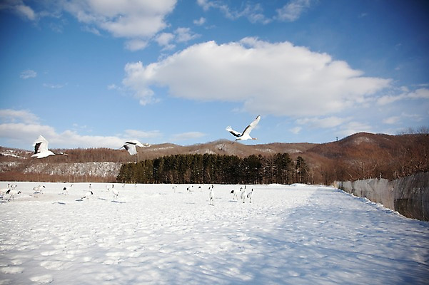 포토 JPG 주간 나무 식물 동물 구름 해외기획촬영 계절 설경 겨울 여러마리 2010년일본 자연 조류 하늘 산 풍경 사람없음 야외 설원 일본 학 비행 눈 숲 홋카이도 쿠시로 서식지 국내포토 자연요소 아시아 다수 날씨 눈_날씨 생태계 파일형식