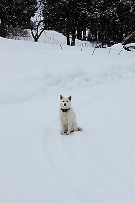 포토 JPG 주간 나무 식물 동물 해외기획촬영 한마리 계절 설경 겨울 2010년일본 자연 풍경 사람없음 야외 설원 일본 눈 개 강아지 홋카이도 비에이 동물라이프 반려 눈내림 국내포토 자연요소 1 라이프스타일 아시아 포유류 반려동물 생태계 파일형식