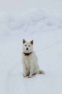 포토 JPG 주간 동물 해외기획촬영 한마리 계절 설경 겨울 2010년일본 자연 풍경 사람없음 야외 설원 일본 눈 개 강아지 홋카이도 비에이 동물라이프 반려 눈내림 국내포토 자연요소 1 라이프스타일 아시아 포유류 반려동물 생태계 파일형식