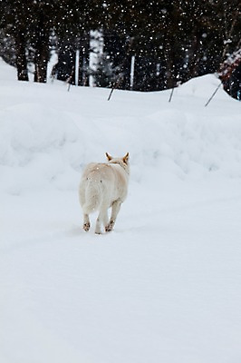 포토 JPG 주간 나무 식물 동물 해외기획촬영 한마리 계절 설경 겨울 2010년일본 자연 풍경 사람없음 야외 설원 일본 눈 개 강아지 홋카이도 비에이 동물라이프 반려 눈내림 국내포토 자연요소 1 라이프스타일 아시아 포유류 반려동물 생태계 파일형식