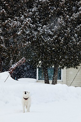 포토 JPG 주간 나무 식물 동물 해외기획촬영 한마리 계절 설경 겨울 2010년일본 자연 주택 풍경 사람없음 야외 건물 설원 일본 눈 개 강아지 홋카이도 비에이 동물라이프 반려 눈내림 국내포토 자연요소 1 라이프스타일 건축물 아시아 포유류 반려동물 생태계 파일형식