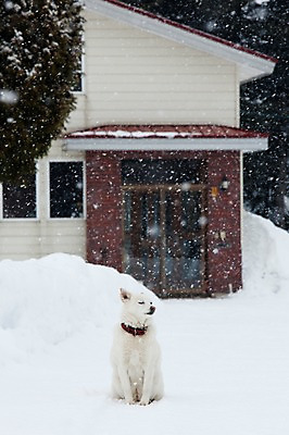 포토 JPG 주간 나무 식물 동물 해외기획촬영 한마리 계절 설경 겨울 2010년일본 자연 주택 풍경 사람없음 야외 건물 설원 일본 눈 개 강아지 홋카이도 비에이 동물라이프 반려 눈내림 국내포토 자연요소 1 라이프스타일 건축물 아시아 포유류 날씨 눈_날씨 반려동물 생태계 파일형식
