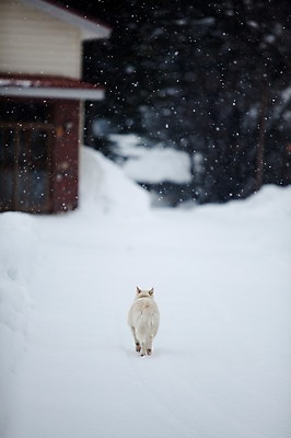 포토 JPG 주간 나무 식물 동물 해외기획촬영 한마리 계절 설경 겨울 2010년일본 자연 주택 풍경 사람없음 야외 건물 설원 일본 눈 개 강아지 홋카이도 비에이 동물라이프 반려 눈내림 국내포토 자연요소 1 라이프스타일 건축물 아시아 포유류 반려동물 생태계 파일형식