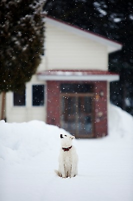 포토 JPG 주간 동물 해외기획촬영 한마리 계절 설경 겨울 2010년일본 자연 주택 풍경 사람없음 야외 건물 설원 일본 눈 개 강아지 홋카이도 비에이 동물라이프 반려 눈내림 국내포토 자연요소 1 라이프스타일 건축물 아시아 포유류 반려동물 생태계 파일형식