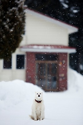 포토 JPG 주간 동물 해외기획촬영 한마리 계절 설경 겨울 2010년일본 자연 주택 풍경 사람없음 야외 건물 설원 일본 눈 개 강아지 홋카이도 비에이 동물라이프 반려 눈내림 국내포토 자연요소 1 라이프스타일 건축물 아시아 포유류 반려동물 생태계 파일형식