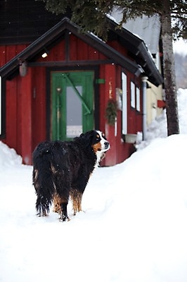 포토 JPG 주간 나무 식물 동물 해외기획촬영 한마리 계절 설경 겨울 2010년일본 자연 주택 풍경 사람없음 야외 건물 설원 일본 눈 개 강아지 홋카이도 비에이 동물라이프 반려 버니즈마운틴독 국내포토 자연요소 1 라이프스타일 건축물 아시아 포유류 날씨 눈_날씨 반려동물 생태계 파일형식