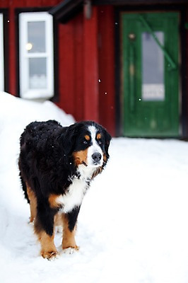 포토 JPG 주간 동물 해외기획촬영 한마리 계절 설경 겨울 2010년일본 자연 주택 풍경 사람없음 야외 건물 설원 일본 눈 개 강아지 홋카이도 비에이 동물라이프 반려 버니즈마운틴독 국내포토 자연요소 1 라이프스타일 건축물 아시아 포유류 날씨 눈_날씨 반려동물 생태계 파일형식