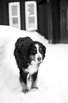 포토 JPG 주간 동물 해외기획촬영 한마리 계절 설경 겨울 2010년일본 자연 주택 흑백 풍경 사람없음 야외 건물 설원 일본 눈 개 강아지 홋카이도 비에이 동물라이프 반려 버니즈마운틴독 국내포토 자연요소 1 라이프스타일 건축물 아시아 포유류 날씨 눈_날씨 촬영기법 반려동물 생태계 파일형식