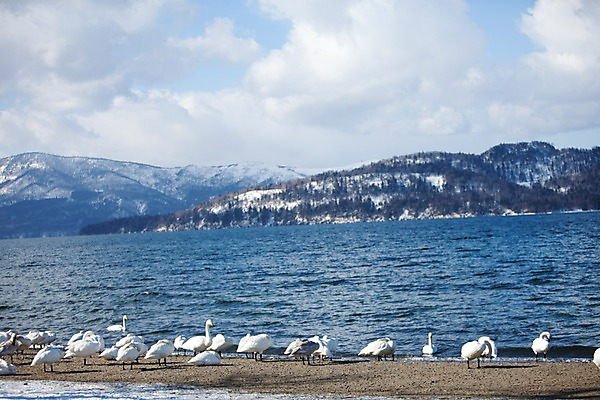 포토 JPG 주간 동물 구름 해외기획촬영 계절 호수 겨울 여러마리 2010년일본 자연 조류 하늘 산 풍경 사람없음 야외 일본 눈 홋카이도 백조 아칸국립공원 서식지 굿샤로호 스나유 국내포토 자연요소 공원 아시아 다수 날씨 생태계 파일형식