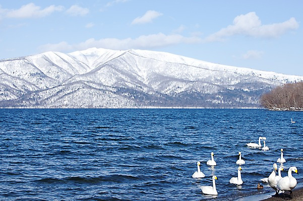 포토 JPG 주간 나무 식물 동물 구름 해외기획촬영 계절 호수 겨울 여러마리 2010년일본 자연 조류 하늘 산 풍경 사람없음 야외 일본 눈 홋카이도 백조 아칸국립공원 서식지 굿샤로호 스나유 국내포토 자연요소 공원 아시아 다수 날씨 생태계 파일형식