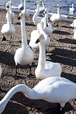 포토 JPG 주간 동물 해외기획촬영 계절 호수 겨울 여러마리 2010년일본 자연 조류 그림자 풍경 사람없음 야외 일본 홋카이도 백조 아칸국립공원 서식지 굿샤로호 스나유 국내포토 자연요소 공원 아시아 다수 생태계 파일형식