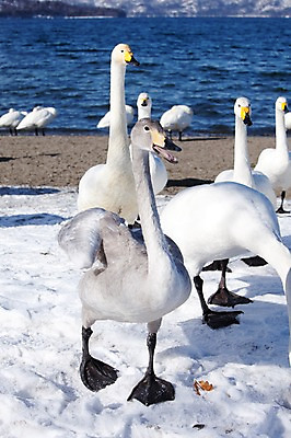 포토 JPG 주간 동물 해외기획촬영 계절 호수 설경 겨울 여러마리 2010년일본 자연 조류 풍경 사람없음 야외 설원 일본 눈 홋카이도 백조 아칸국립공원 서식지 굿샤로호 스나유 국내포토 자연요소 공원 아시아 다수 날씨 눈_날씨 생태계 파일형식