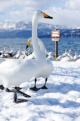 포토 JPG 주간 동물 구름 해외기획촬영 계절 호수 설경 겨울 여러마리 2010년일본 자연 조류 하늘 산 풍경 사람없음 야외 설원 일본 팻말 눈 홋카이도 백조 아칸국립공원 서식지 굿샤로호 스나유 국내포토 자연요소 공원 아시아 다수 날씨 프레임 눈_날씨 생태계 파일형식