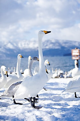 포토 JPG 주간 동물 구름 해외기획촬영 계절 설경 겨울 여러마리 2010년일본 자연 조류 하늘 산 풍경 사람없음 야외 설원 일본 눈 홋카이도 백조 아칸국립공원 서식지 굿샤로호 스나유 국내포토 자연요소 공원 아시아 호수 다수 날씨 눈_날씨 생태계 파일형식
