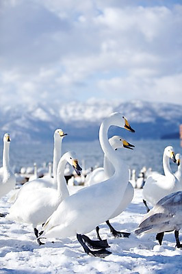 포토 JPG 주간 동물 구름 해외기획촬영 계절 설경 겨울 여러마리 2010년일본 자연 조류 하늘 산 풍경 사람없음 야외 설원 일본 눈 홋카이도 백조 아칸국립공원 서식지 굿샤로호 스나유 국내포토 자연요소 공원 아시아 호수 다수 날씨 눈_날씨 생태계 파일형식