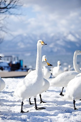 포토 JPG 주간 동물 구름 해외기획촬영 계절 설경 겨울 여러마리 2010년일본 자연 조류 하늘 산 풍경 사람없음 야외 설원 일본 눈 홋카이도 백조 아칸국립공원 서식지 굿샤로호 스나유 국내포토 자연요소 공원 아시아 호수 다수 날씨 눈_날씨 생태계 파일형식