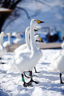 포토 JPG 주간 동물 해외기획촬영 계절 설경 겨울 여러마리 2010년일본 자연 조류 풍경 사람없음 야외 설원 일본 눈 홋카이도 백조 아칸국립공원 서식지 굿샤로호 스나유 국내포토 자연요소 공원 아시아 호수 다수 날씨 눈_날씨 생태계 파일형식