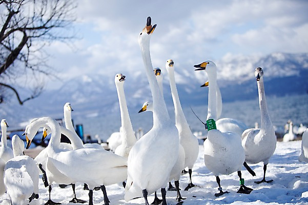 포토 JPG 주간 나무 식물 동물 구름 해외기획촬영 계절 설경 겨울 여러마리 2010년일본 자연 조류 하늘 산 풍경 사람없음 야외 설원 일본 눈 홋카이도 백조 아칸국립공원 서식지 굿샤로호 스나유 국내포토 자연요소 공원 아시아 호수 다수 날씨 눈_날씨 생태계 파일형식