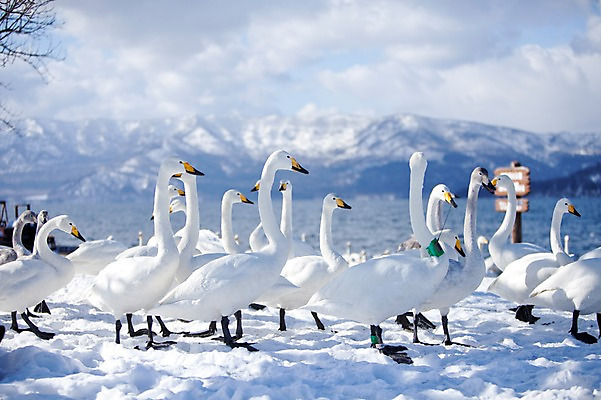포토 JPG 주간 동물 구름 해외기획촬영 계절 설경 겨울 여러마리 2010년일본 자연 조류 하늘 산 풍경 사람없음 야외 설원 일본 눈 홋카이도 백조 아칸국립공원 서식지 굿샤로호 스나유 국내포토 자연요소 공원 아시아 호수 다수 날씨 눈_날씨 생태계 파일형식