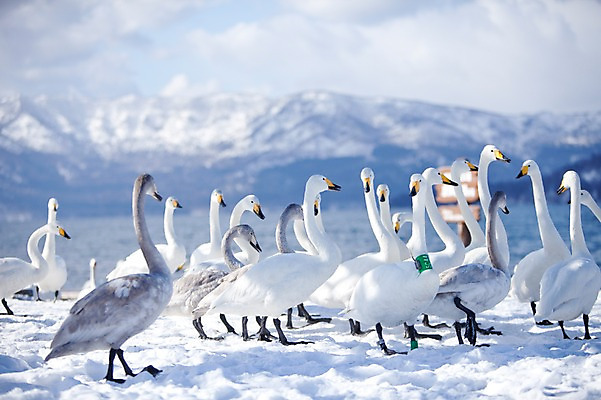 포토 JPG 주간 동물 구름 해외기획촬영 계절 설경 겨울 여러마리 2010년일본 자연 조류 하늘 산 풍경 사람없음 야외 설원 일본 눈 홋카이도 백조 아칸국립공원 서식지 굿샤로호 스나유 국내포토 자연요소 공원 아시아 호수 다수 날씨 눈_날씨 생태계 파일형식