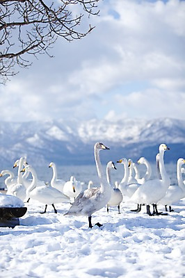 포토 JPG 주간 나무 식물 동물 구름 해외기획촬영 계절 설경 겨울 여러마리 2010년일본 자연 조류 하늘 산 풍경 사람없음 야외 설원 일본 눈 홋카이도 백조 아칸국립공원 서식지 굿샤로호 스나유 국내포토 자연요소 공원 아시아 호수 다수 날씨 눈_날씨 생태계 파일형식