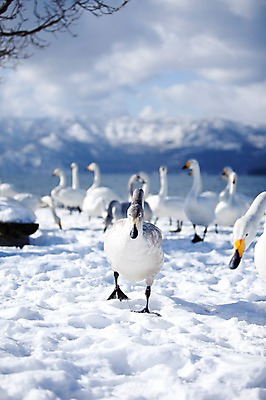 포토 JPG 주간 나무 식물 동물 구름 해외기획촬영 계절 설경 겨울 여러마리 2010년일본 자연 조류 하늘 산 풍경 사람없음 야외 설원 일본 눈 홋카이도 백조 아칸국립공원 서식지 굿샤로호 스나유 국내포토 자연요소 공원 아시아 호수 다수 날씨 눈_날씨 생태계 파일형식