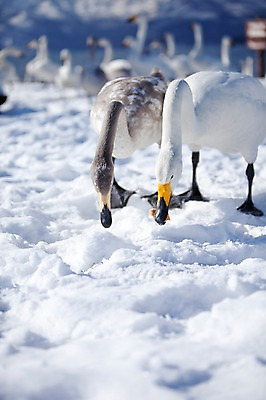 포토 JPG 주간 동물 해외기획촬영 계절 설경 겨울 여러마리 2010년일본 자연 조류 풍경 사람없음 야외 설원 일본 눈 홋카이도 백조 아칸국립공원 서식지 굿샤로호 스나유 국내포토 자연요소 공원 아시아 호수 다수 날씨 눈_날씨 생태계 파일형식