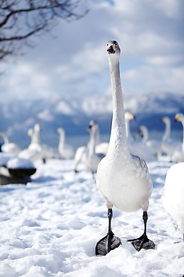 포토 JPG 주간 나무 식물 동물 구름 해외기획촬영 계절 설경 겨울 여러마리 2010년일본 자연 조류 하늘 풍경 사람없음 야외 설원 일본 눈 홋카이도 백조 아칸국립공원 서식지 굿샤로호 스나유 국내포토 자연요소 공원 아시아 호수 다수 날씨 눈_날씨 생태계 파일형식