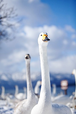 포토 JPG 주간 동물 구름 해외기획촬영 계절 겨울 여러마리 2010년일본 자연 조류 하늘 풍경 사람없음 야외 일본 홋카이도 백조 아칸국립공원 서식지 굿샤로호 스나유 국내포토 자연요소 공원 아시아 호수 다수 생태계 파일형식