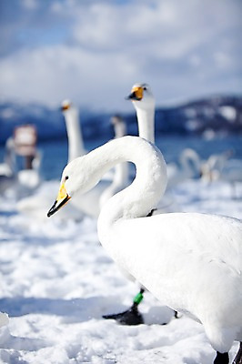 포토 JPG 주간 동물 구름 해외기획촬영 계절 설경 겨울 여러마리 2010년일본 자연 조류 하늘 풍경 사람없음 야외 설원 일본 눈 홋카이도 백조 아칸국립공원 서식지 굿샤로호 스나유 국내포토 자연요소 공원 아시아 호수 다수 날씨 눈_날씨 생태계 파일형식