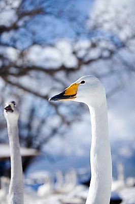 포토 JPG 주간 나무 식물 동물 해외기획촬영 계절 겨울 여러마리 2010년일본 자연 조류 풍경 사람없음 야외 일본 홋카이도 백조 아칸국립공원 서식지 굿샤로호 스나유 국내포토 자연요소 공원 아시아 호수 다수 생태계 파일형식
