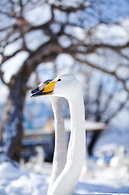 포토 JPG 주간 나무 식물 동물 해외기획촬영 계절 겨울 여러마리 2010년일본 자연 조류 풍경 사람없음 야외 일본 홋카이도 백조 아칸국립공원 서식지 굿샤로호 스나유 국내포토 자연요소 공원 아시아 호수 다수 생태계 파일형식