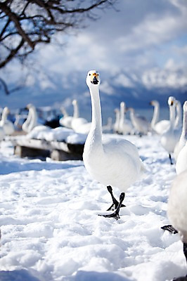 포토 JPG 주간 나무 식물 동물 해외기획촬영 계절 설경 겨울 여러마리 2010년일본 자연 조류 풍경 사람없음 야외 설원 일본 눈 홋카이도 백조 아칸국립공원 서식지 굿샤로호 스나유 국내포토 자연요소 공원 아시아 호수 다수 날씨 눈_날씨 생태계 파일형식