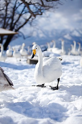 포토 JPG 주간 나무 식물 동물 해외기획촬영 계절 설경 겨울 여러마리 2010년일본 자연 조류 풍경 사람없음 야외 설원 일본 눈 홋카이도 백조 아칸국립공원 서식지 굿샤로호 스나유 국내포토 자연요소 공원 아시아 호수 다수 날씨 눈_날씨 생태계 파일형식