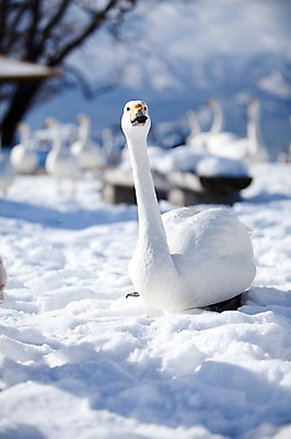 포토 JPG 주간 나무 식물 동물 해외기획촬영 계절 설경 겨울 여러마리 2010년일본 자연 조류 풍경 사람없음 야외 설원 일본 눈 홋카이도 백조 아칸국립공원 서식지 굿샤로호 스나유 국내포토 자연요소 공원 아시아 호수 다수 날씨 눈_날씨 생태계 파일형식