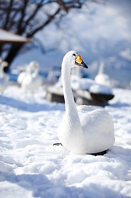 포토 JPG 주간 나무 식물 동물 해외기획촬영 계절 설경 겨울 여러마리 2010년일본 자연 조류 풍경 사람없음 야외 설원 일본 눈 홋카이도 백조 아칸국립공원 서식지 굿샤로호 스나유 국내포토 자연요소 공원 아시아 호수 다수 날씨 눈_날씨 생태계 파일형식