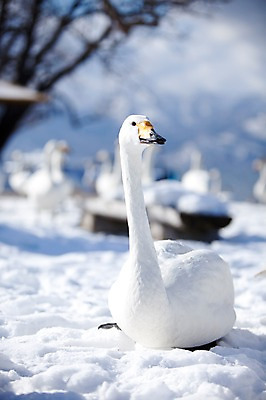포토 JPG 주간 나무 식물 동물 해외기획촬영 계절 설경 겨울 여러마리 2010년일본 자연 조류 풍경 사람없음 야외 설원 일본 눈 홋카이도 백조 아칸국립공원 서식지 굿샤로호 스나유 국내포토 자연요소 공원 아시아 호수 다수 날씨 눈_날씨 생태계 파일형식