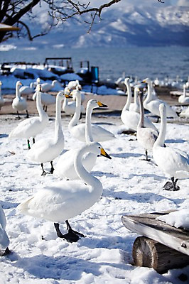 포토 JPG 주간 나무 식물 동물 해외기획촬영 계절 호수 설경 겨울 여러마리 2010년일본 자연 조류 산 풍경 사람없음 야외 설원 일본 눈 홋카이도 백조 아칸국립공원 서식지 굿샤로호 스나유 국내포토 자연요소 공원 아시아 다수 날씨 눈_날씨 생태계 파일형식