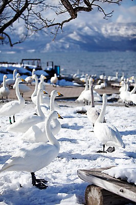 포토 JPG 주간 나무 식물 동물 해외기획촬영 계절 호수 설경 겨울 여러마리 2010년일본 자연 조류 산 풍경 사람없음 야외 설원 일본 눈 홋카이도 백조 아칸국립공원 서식지 굿샤로호 스나유 국내포토 자연요소 공원 아시아 다수 날씨 눈_날씨 생태계 파일형식