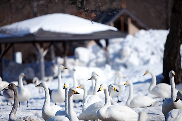 포토 JPG 주간 나무 식물 동물 해외기획촬영 계절 설경 겨울 여러마리 2010년일본 자연 조류 풍경 사람없음 야외 건물 설원 일본 눈 홋카이도 백조 아칸국립공원 서식지 굿샤로호 스나유 국내포토 자연요소 건축물 공원 아시아 호수 다수 날씨 눈_날씨 생태계 파일형식