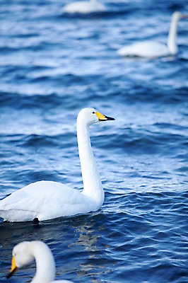 포토 JPG 주간 동물 해외기획촬영 계절 호수 겨울 여러마리 2010년일본 자연 조류 풍경 사람없음 야외 일본 홋카이도 백조 아칸국립공원 서식지 굿샤로호 스나유 국내포토 자연요소 공원 아시아 다수 생태계 파일형식