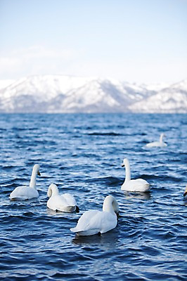 포토 JPG 주간 동물 구름 해외기획촬영 계절 호수 겨울 여러마리 2010년일본 자연 조류 하늘 산 풍경 사람없음 야외 일본 눈 홋카이도 백조 아칸국립공원 서식지 굿샤로호 스나유 국내포토 자연요소 공원 아시아 다수 날씨 생태계 파일형식