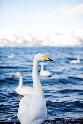 포토 JPG 주간 동물 구름 해외기획촬영 계절 호수 겨울 여러마리 2010년일본 자연 조류 하늘 산 풍경 사람없음 야외 일본 눈 홋카이도 백조 아칸국립공원 서식지 굿샤로호 스나유 국내포토 자연요소 공원 아시아 다수 날씨 생태계 파일형식