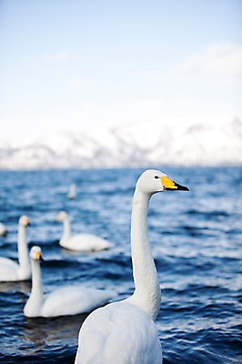 포토 JPG 주간 동물 해외기획촬영 계절 호수 겨울 여러마리 2010년일본 자연 조류 산 풍경 사람없음 야외 일본 눈 홋카이도 백조 아칸국립공원 서식지 굿샤로호 스나유 국내포토 자연요소 공원 아시아 다수 날씨 생태계 파일형식