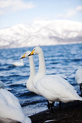 포토 JPG 주간 동물 해외기획촬영 계절 호수 겨울 여러마리 2010년일본 자연 조류 산 풍경 사람없음 야외 일본 눈 홋카이도 백조 아칸국립공원 서식지 굿샤로호 스나유 국내포토 자연요소 공원 아시아 다수 날씨 생태계 파일형식