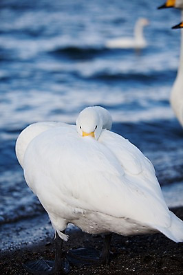 포토 JPG 주간 동물 해외기획촬영 계절 호수 겨울 여러마리 2010년일본 자연 조류 풍경 사람없음 야외 일본 홋카이도 백조 아칸국립공원 굿샤로호 스나유 국내포토 자연요소 공원 아시아 다수 생태계 파일형식