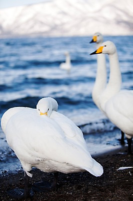 포토 JPG 주간 동물 해외기획촬영 계절 호수 겨울 여러마리 2010년일본 자연 조류 산 풍경 사람없음 야외 일본 눈 홋카이도 백조 아칸국립공원 서식지 굿샤로호 스나유 국내포토 자연요소 공원 아시아 다수 날씨 생태계 파일형식