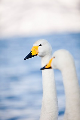 포토 JPG 주간 동물 해외기획촬영 계절 호수 두마리 겨울 2010년일본 자연 조류 풍경 사람없음 야외 일본 홋카이도 백조 아칸국립공원 굿샤로호 스나유 국내포토 자연요소 공원 아시아 2 생태계 파일형식